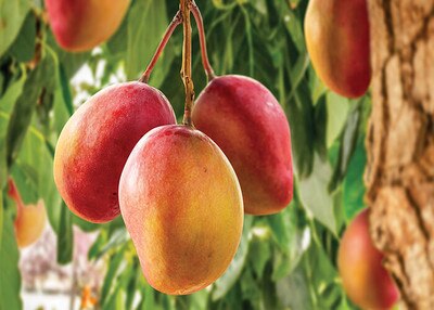 mango hanging from the tree