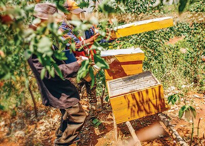 men working in a beehive