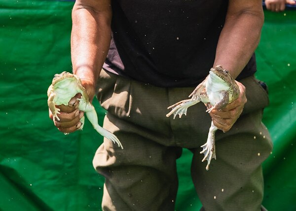 a man holding a frog in each hand, farm frog, frog to eat