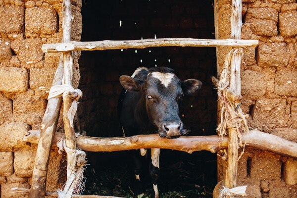 dairy cow, milk cow