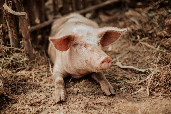 pig