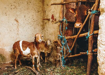 stable with a cow and two goats